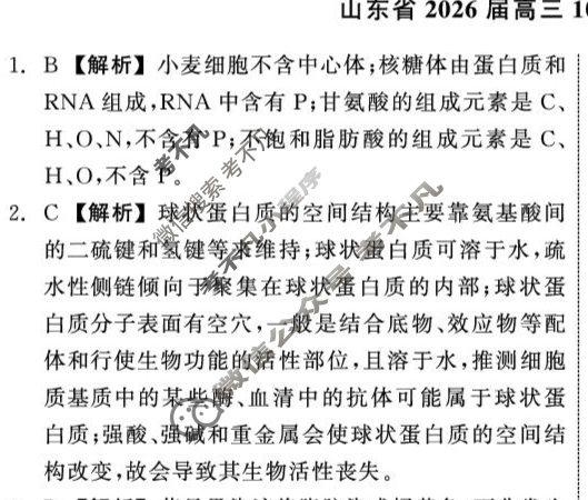 山东省2026届高三大联考(10月)生物答案