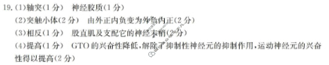 邢台市金太阳卓越联盟2025-2026学年第一学期高二期中考试生物答案