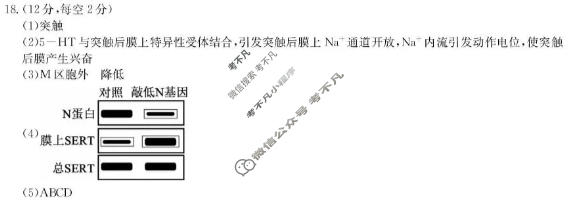 广东省2025-2026学年度上学期高二年级六校联合学业质量检测(6163B)生物答案