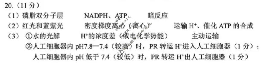 [苏北七市一模]2026届高三第一次调研考试(1月)生物答案