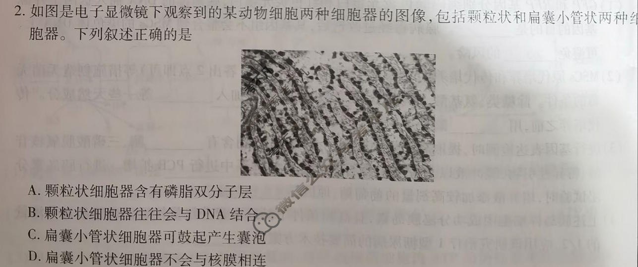 云南省民族大学附属高级中学2026届高三联考卷(五)5生物试题
