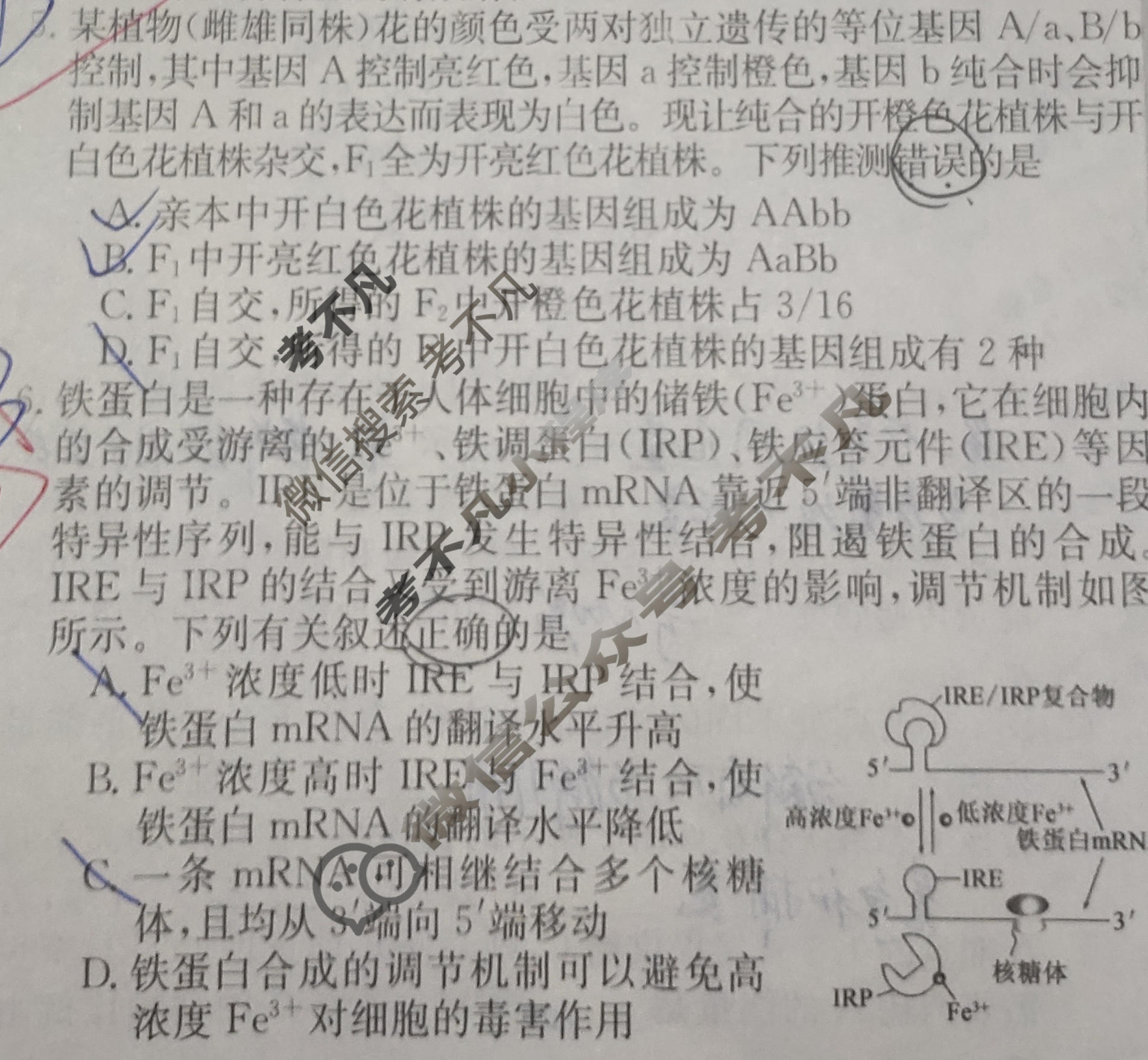 高三2026年普通高中学业水平选择性考试冲刺压轴金卷(一)1生物XKB-G4-EX试题