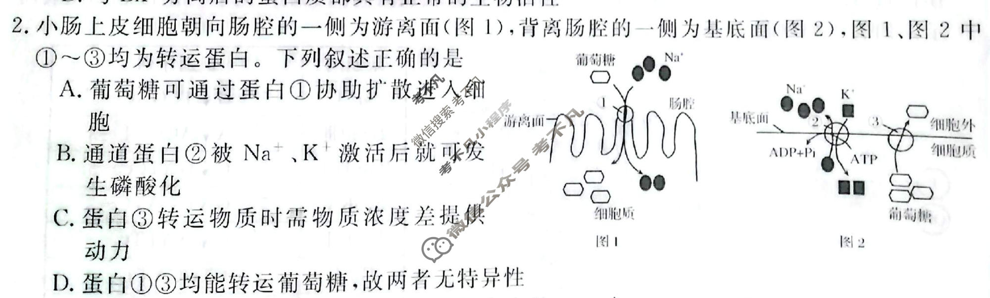 高三2026普通高等学校招生全国统一考试·冲刺压轴卷(三)3生物N试题