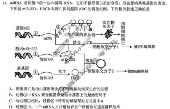 湖北省鄂东南联盟2026年春季高三年级模拟考(5月)生物试题