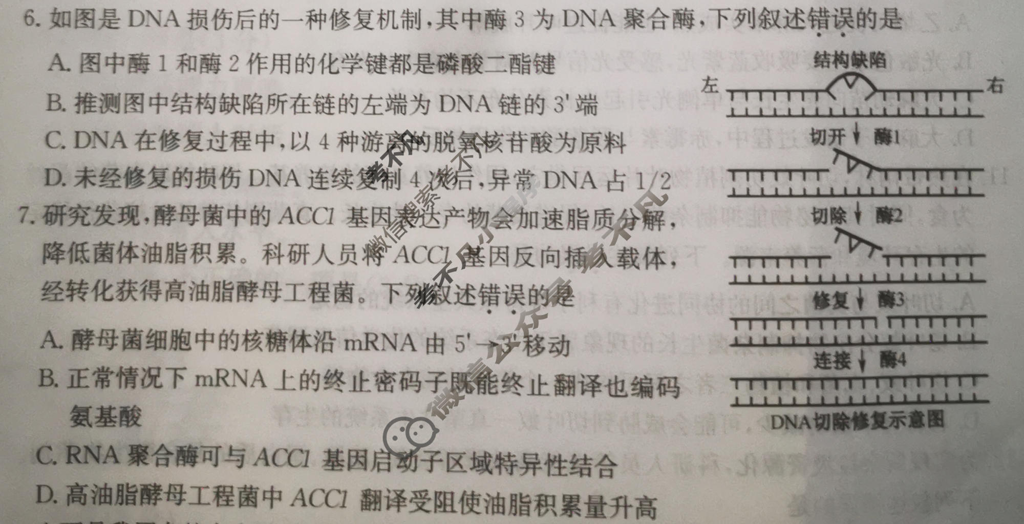 高三2026年河北省普通高中学业水平选择性考试猜题信息卷(二)2生物(河北)试题